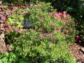 Berglorbeer / Lorbeerrose 'Minuet' - Kalmia latifolia var. myrtifolia 'Minuet'