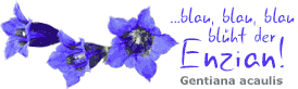 Grossblumiger-Fruehlings-Enzian