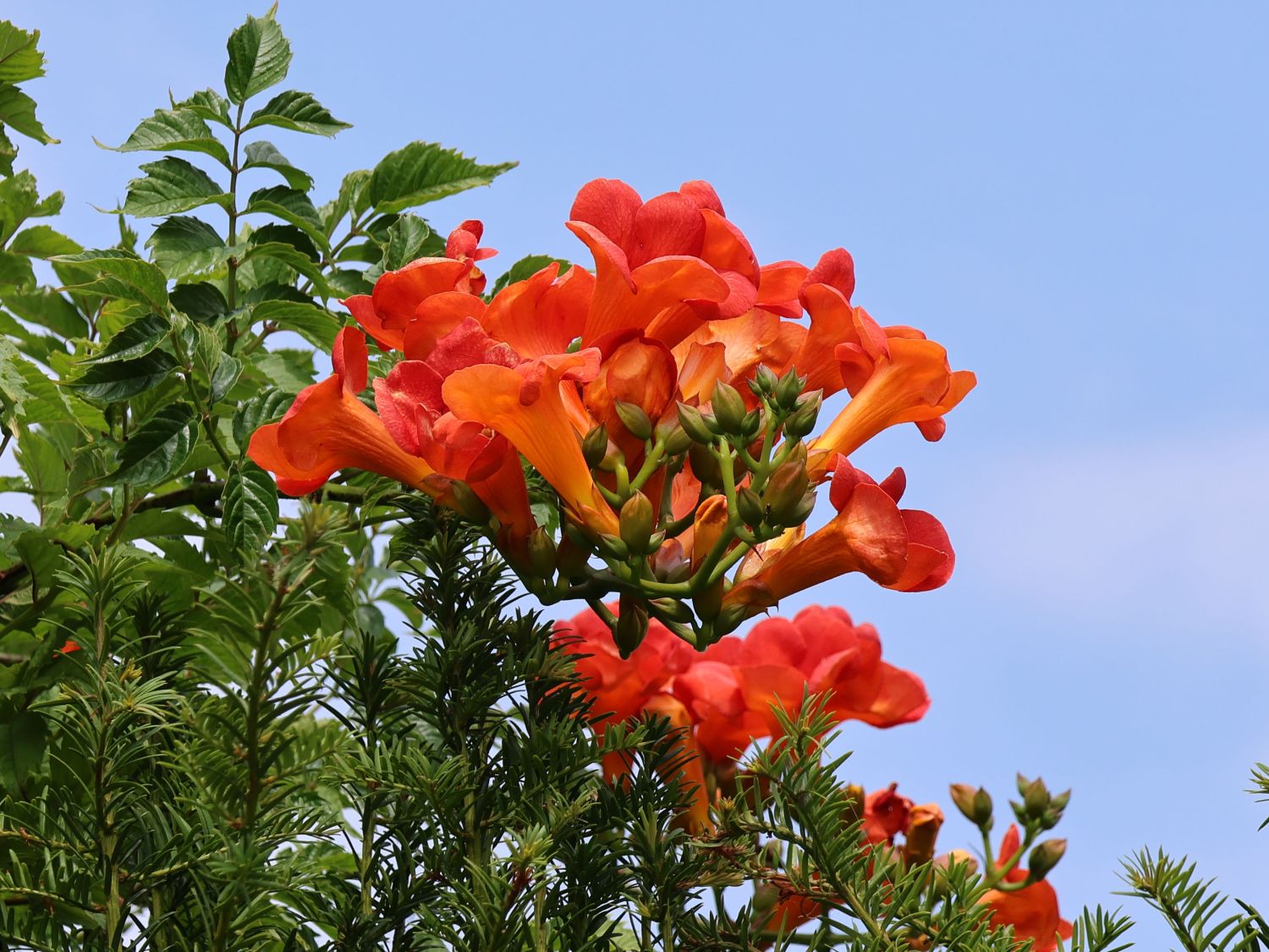 Trompetenblumen (Campsis) - Infos & Pflanzen dieser Gattung