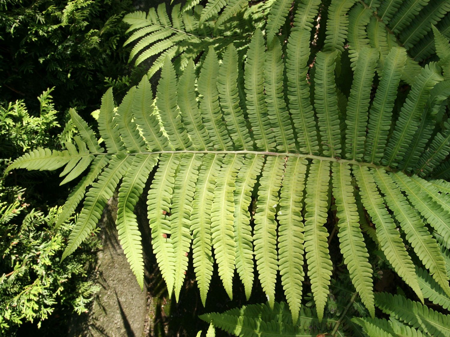künstliche palmen kaufen Künstliche Palme 100 cm wie echt Kunstpalme – arnusa main image 1