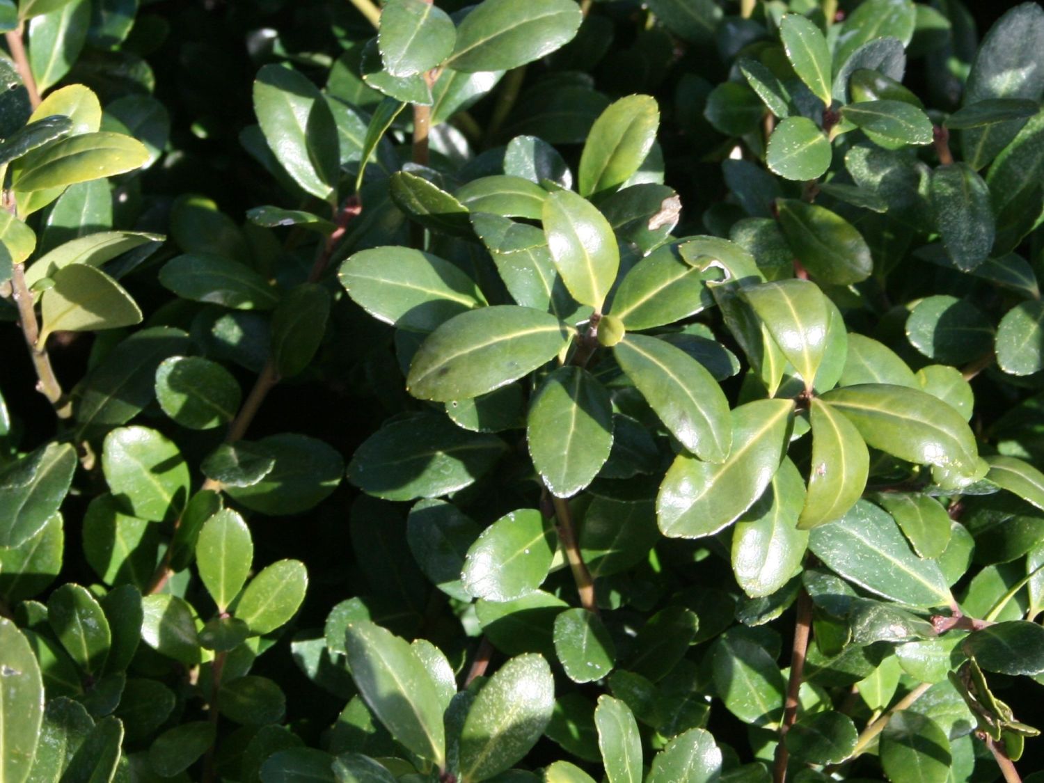 Stechpalmen (Ilex) - Infos & Pflanzen dieser Gattung