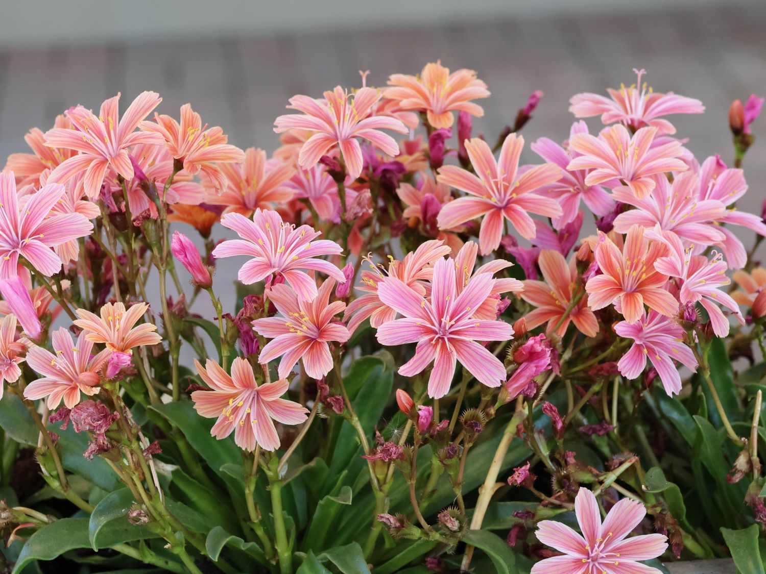 Bitterwurz (Lewisia) - Infos & Pflanzen dieser Gattung
