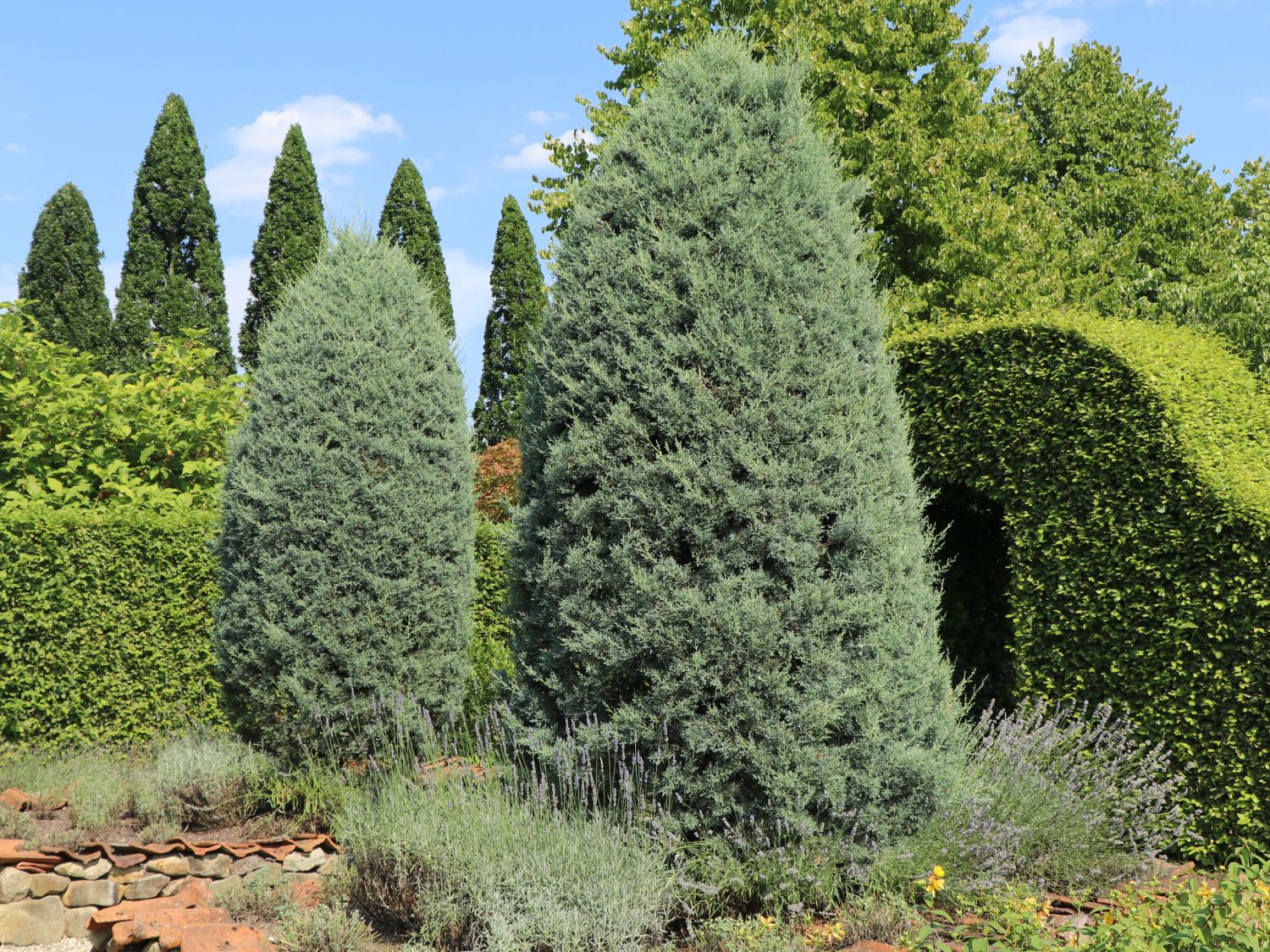 Zypressen (Cupressus) - Infos & Pflanzen dieser Gattung
