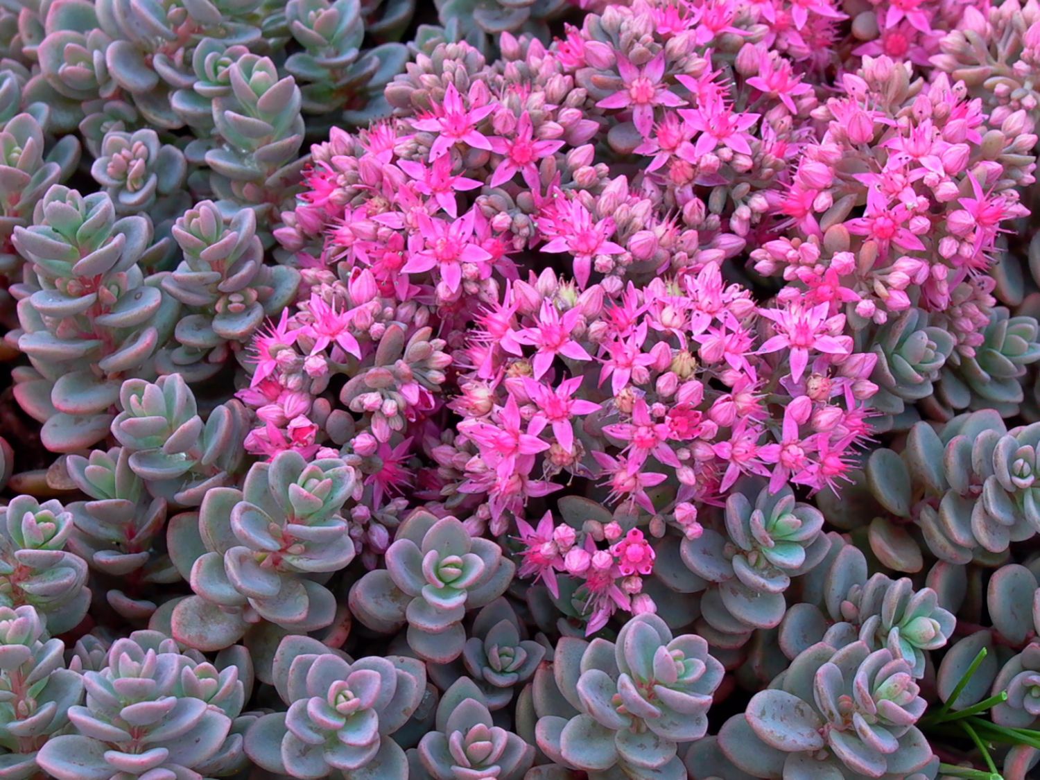 Fetthennen (Sedum) - Infos & Pflanzen dieser Gattung