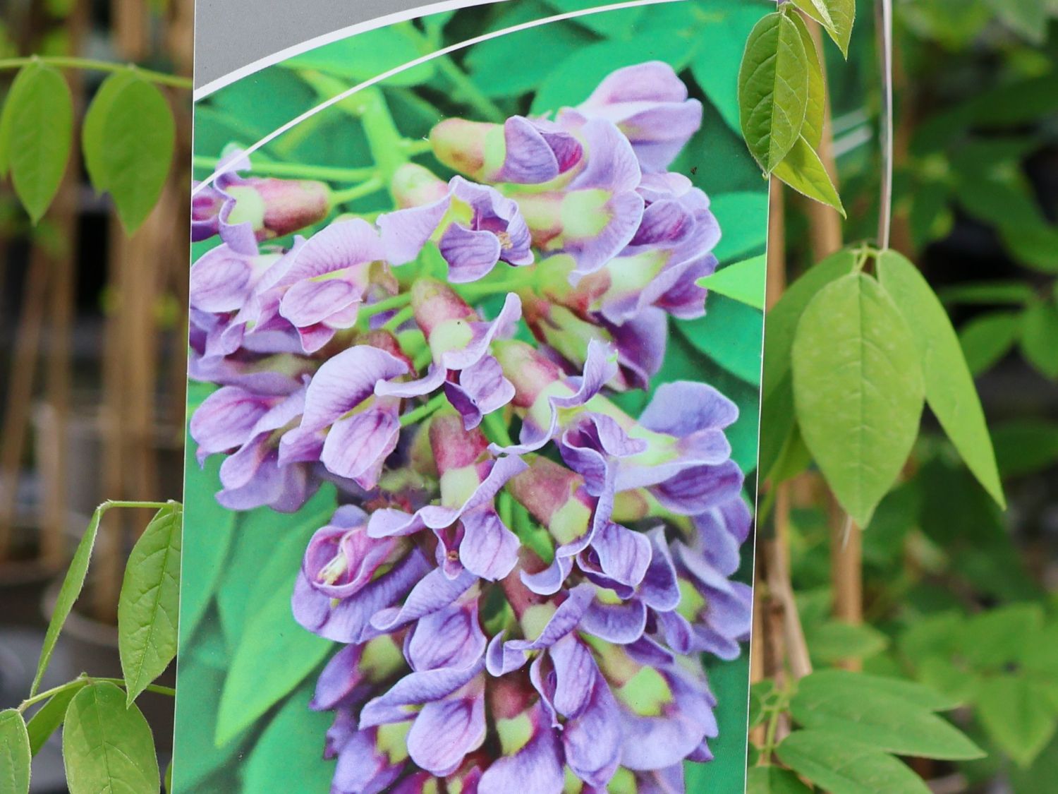 Blauregen (Wisteria) - Infos & Pflanzen dieser Gattung