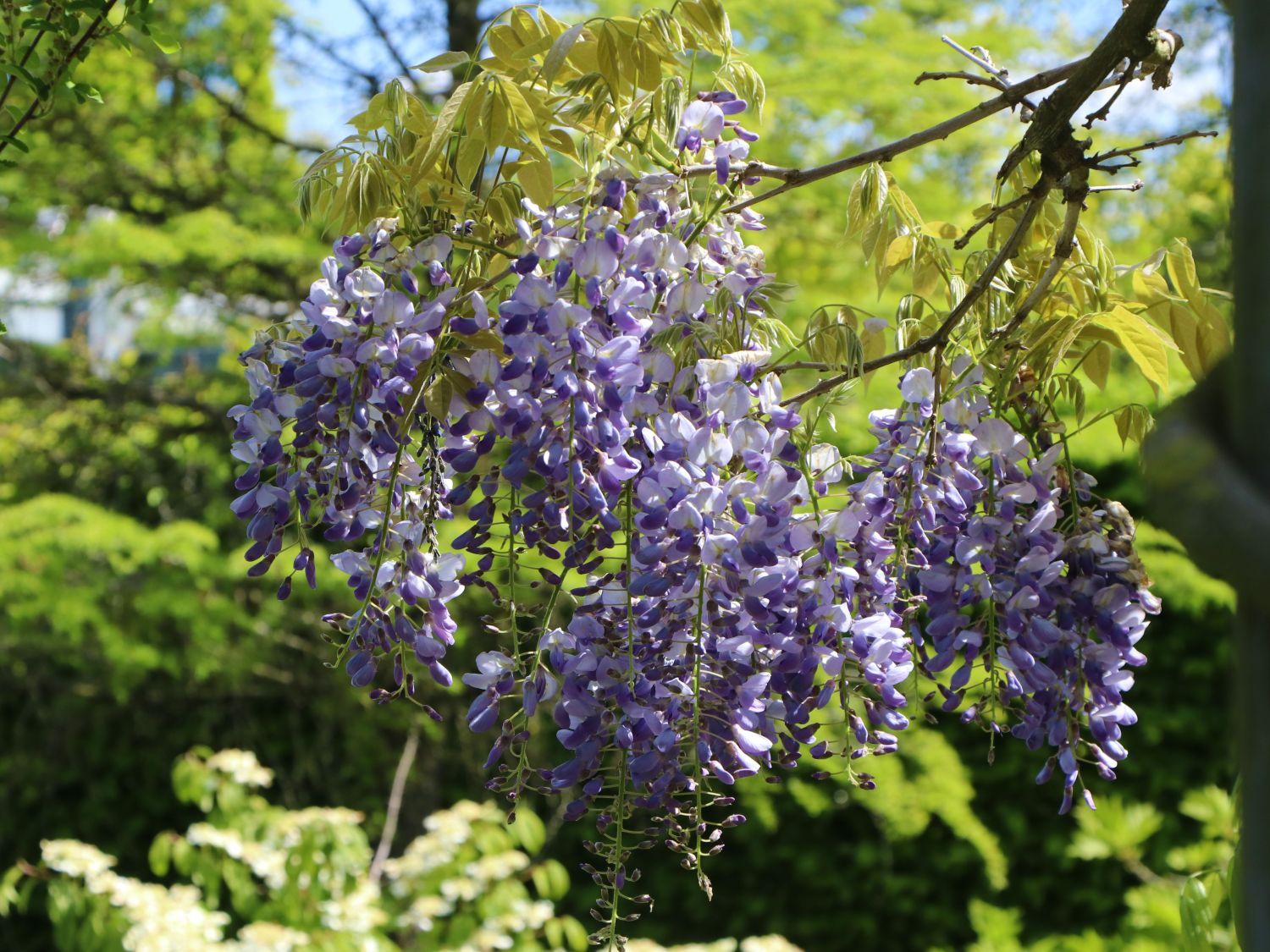 Blauregen (Wisteria) - Infos & Pflanzen dieser Gattung