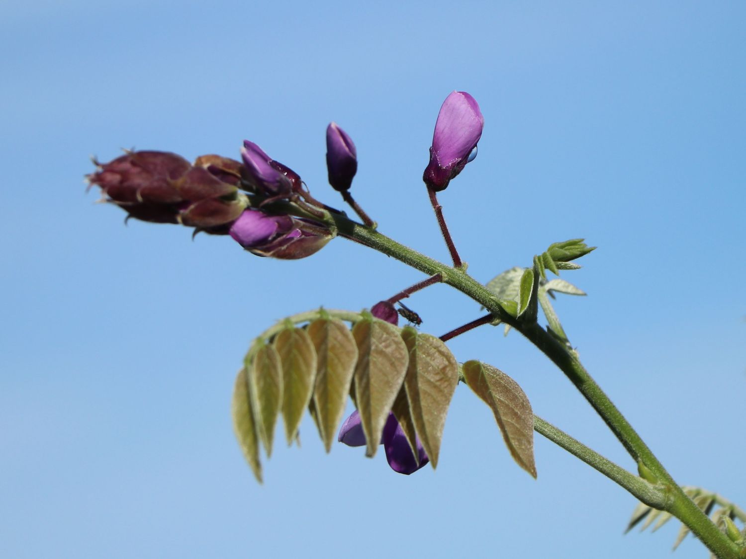 Blauregen (Wisteria) - Infos & Pflanzen dieser Gattung