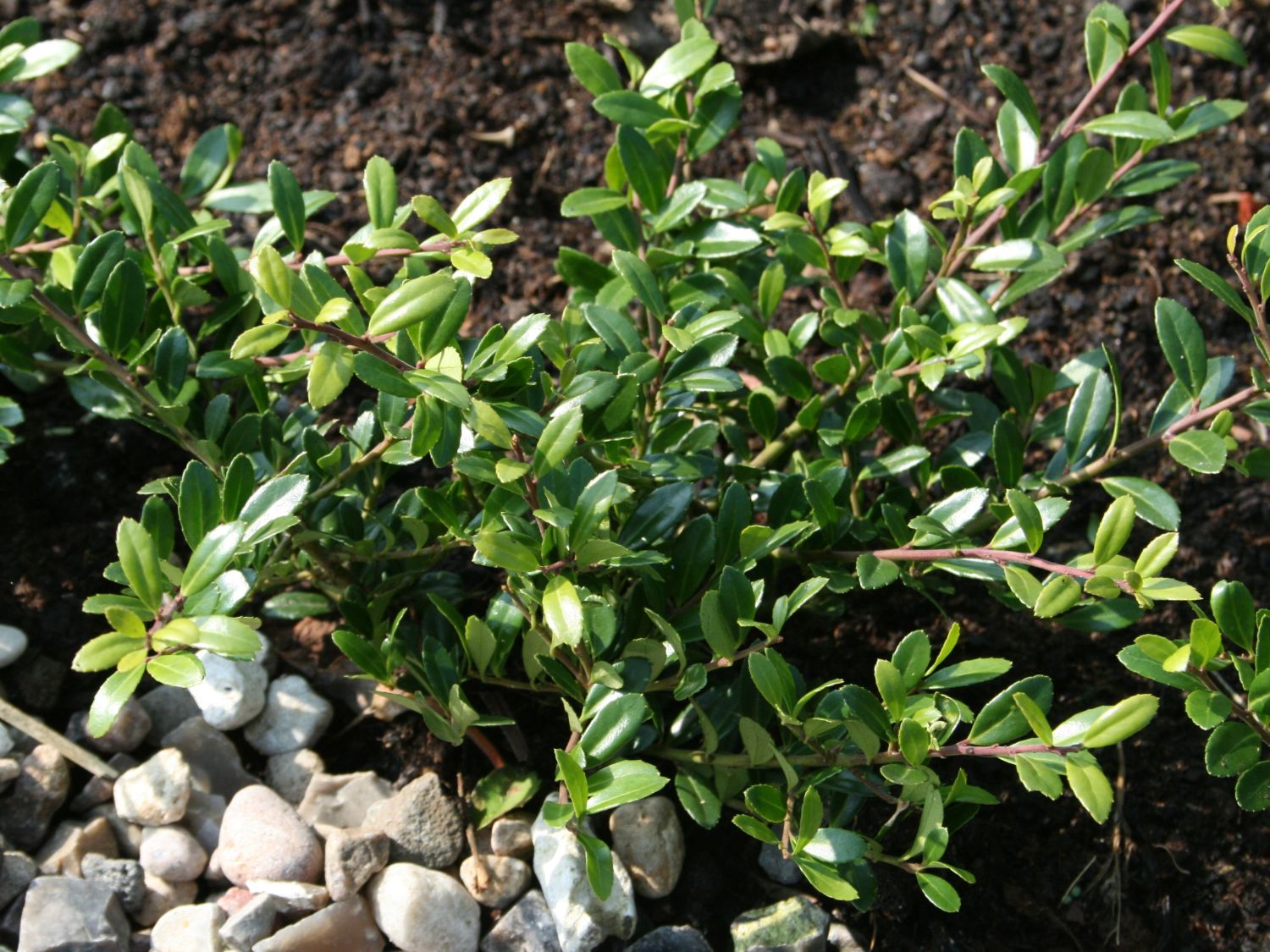 thuja d2 Thuja Virginian™