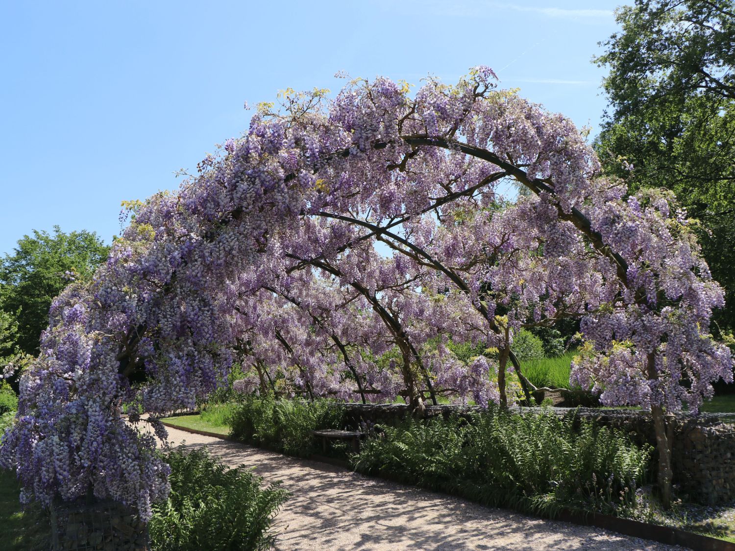 Blauregen (Wisteria) - Infos & Pflanzen dieser Gattung