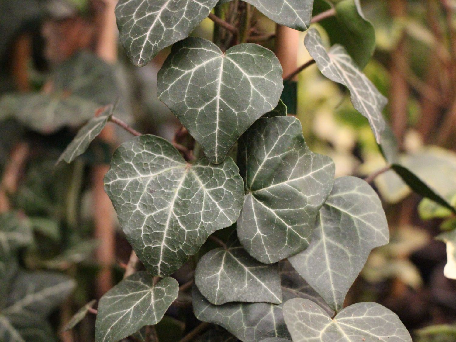 Araliengewchse (Araliaceae) - Wissen & Pflanzen dieser Familie