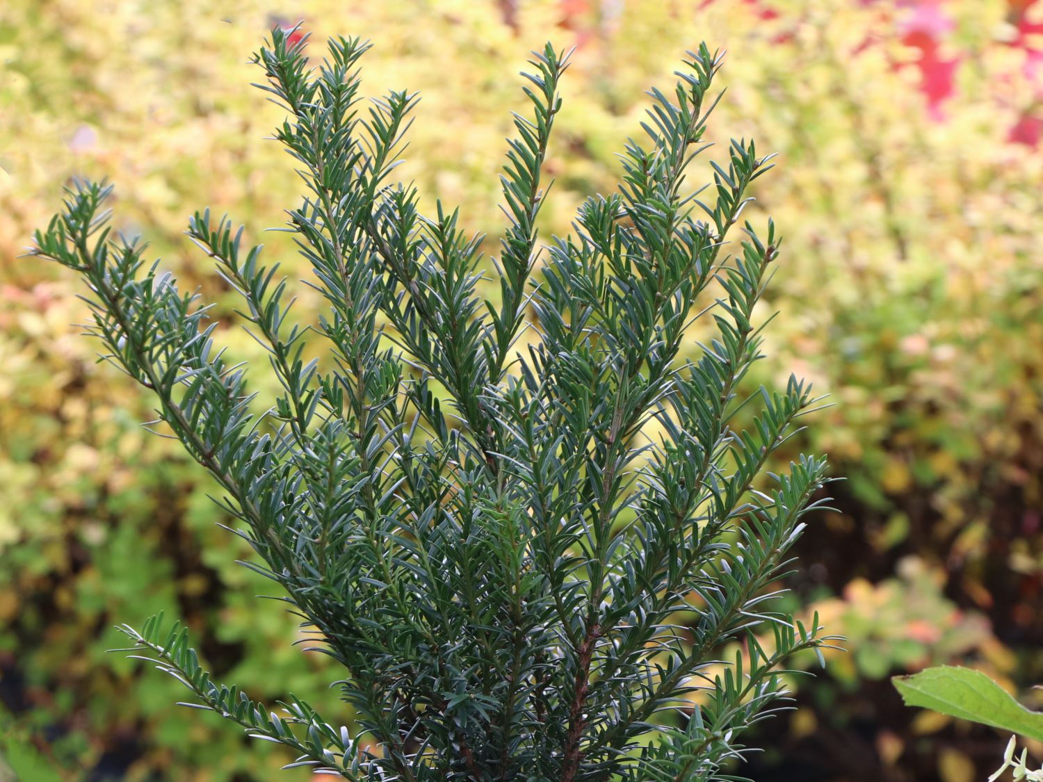 Eiben (Taxus) - Infos & Pflanzen dieser Gattung
