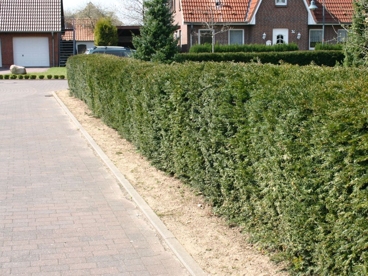 Eibengewchse (Taxaceae) - Wissen & Pflanzen dieser Familie