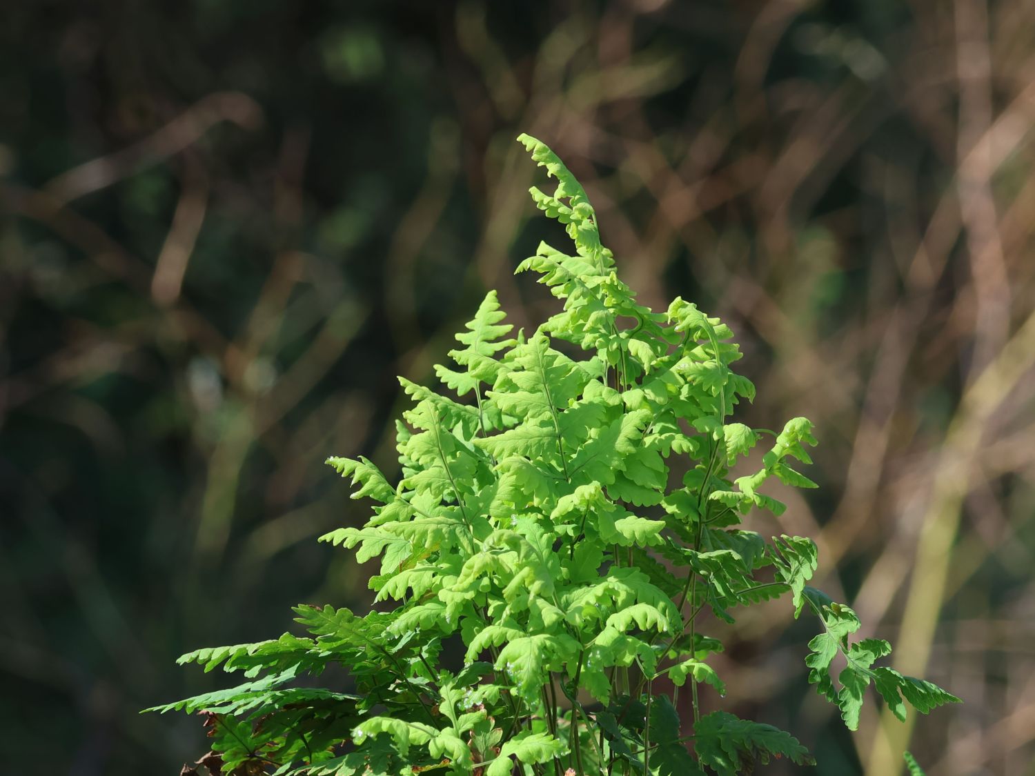 Eichenfarne (Gymnocarpium) - Infos & Pflanzen dieser Gattung