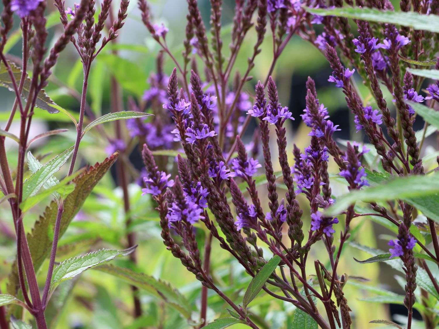 Verbenen (Verbena) - Infos & Pflanzen dieser Gattung