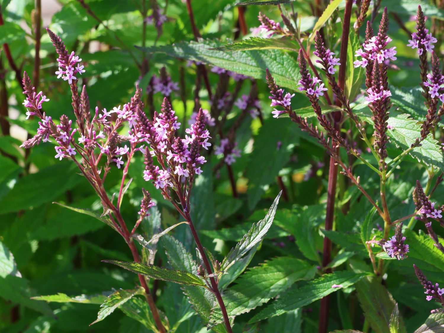 Verbenen (Verbena) - Infos & Pflanzen dieser Gattung