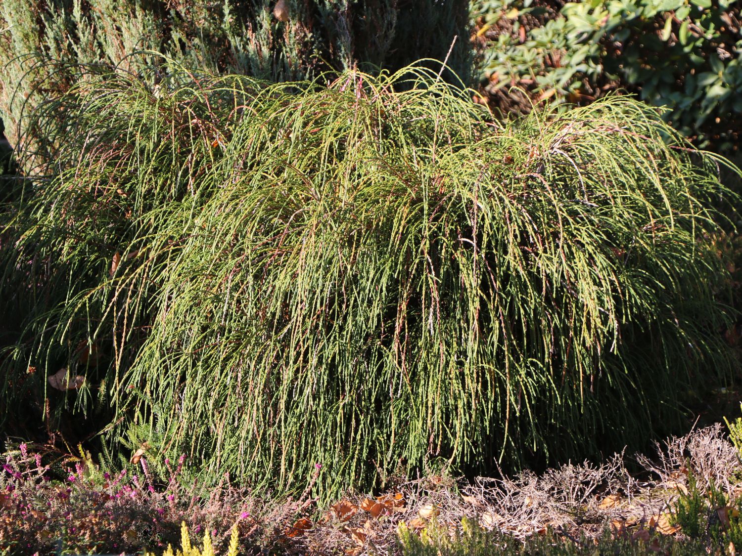 Lebensbume (Thuja) - Infos & Pflanzen dieser Gattung