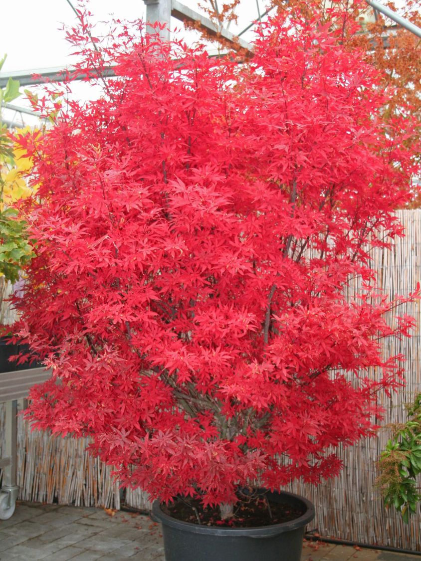 Ahorne (Acer) - Infos & Pflanzen dieser Gattung