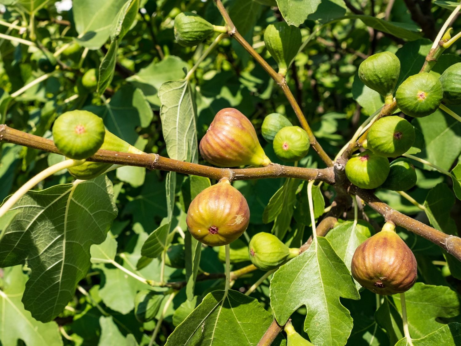 glanzmispel hochstamm wie hoch Purpur-Glanzmispel als Hochstamm kaufen | Photinia fraseri 'Red Robin' main image 1