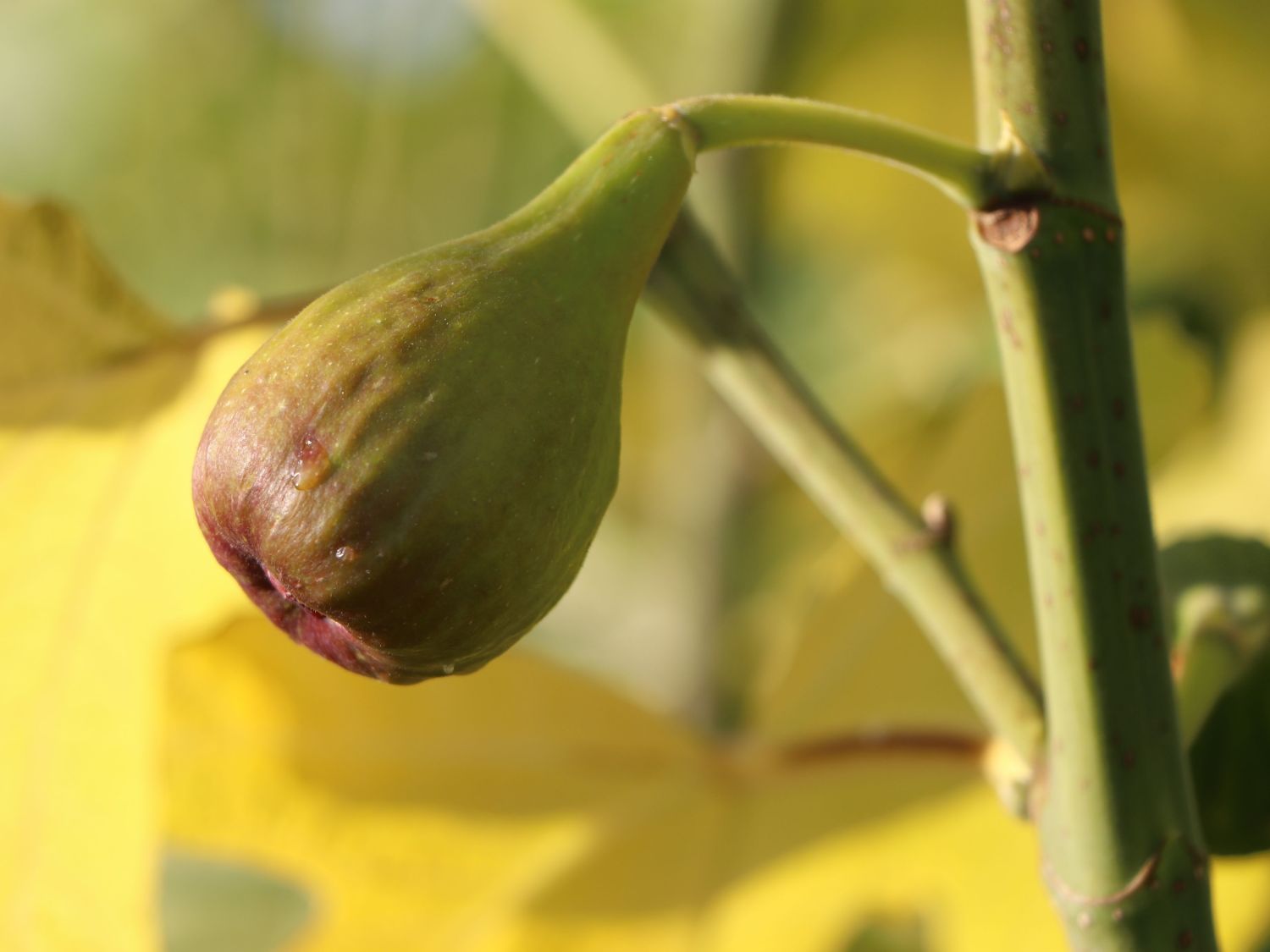 Feigen (Ficus) - Infos & Pflanzen dieser Gattung
