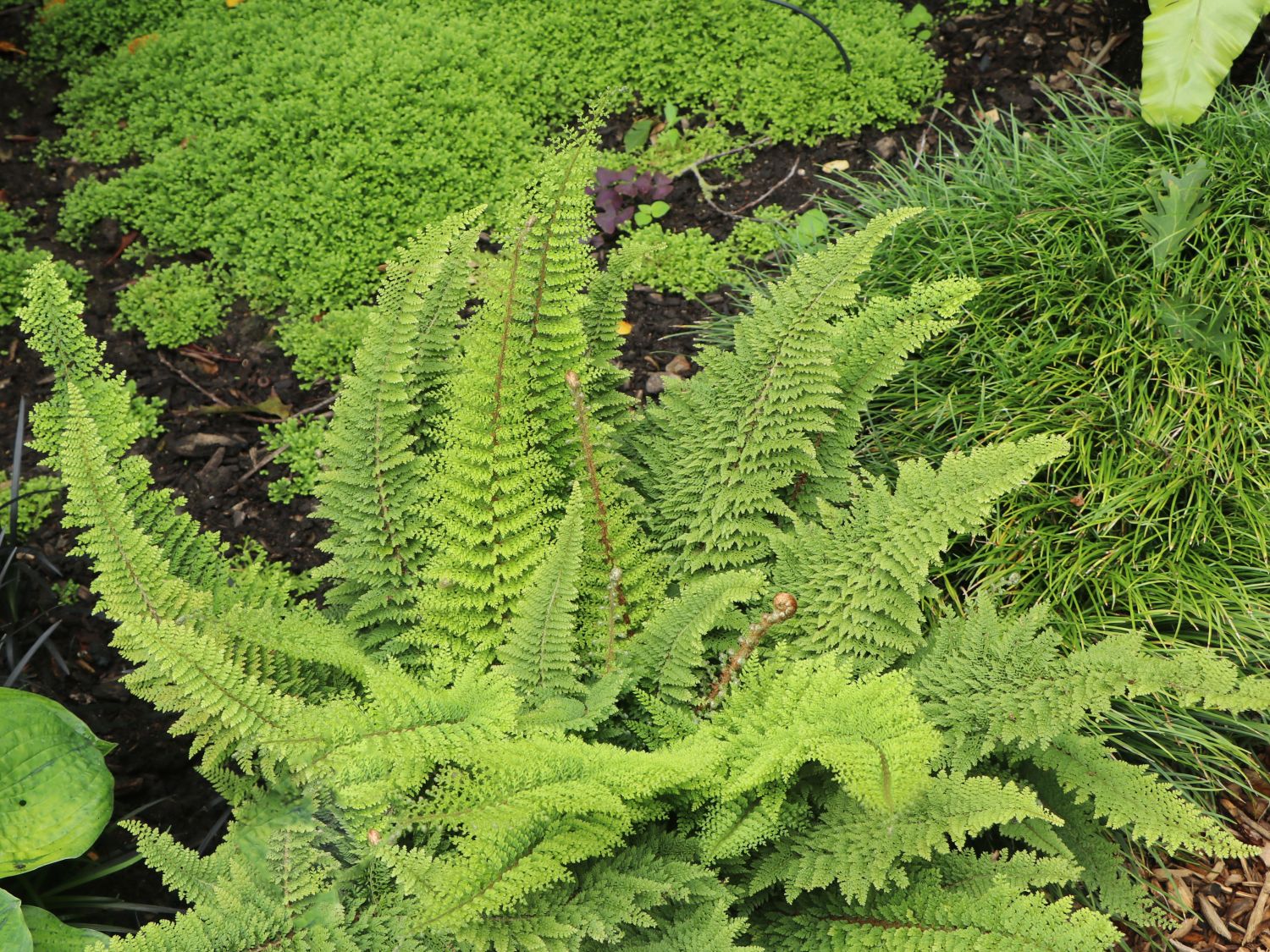 Schildfarne (Polystichum) - Infos & Pflanzen dieser Gattung