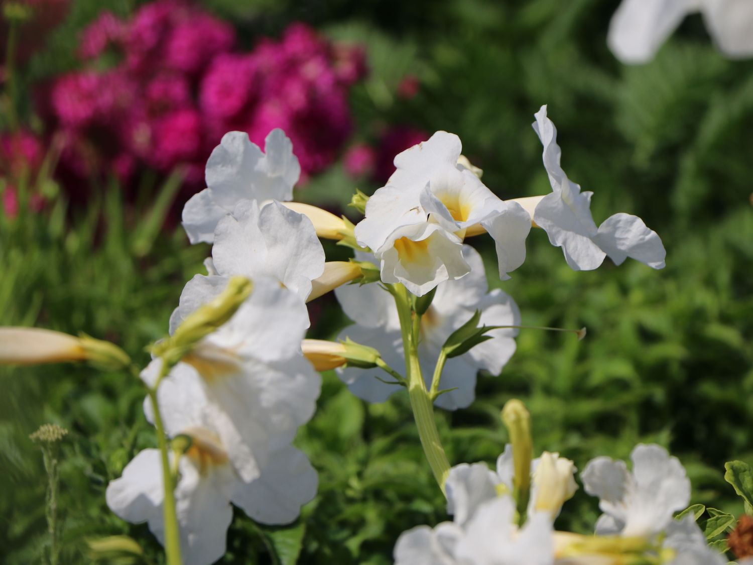 Incarvillea (Incarvillea) - Infos & Pflanzen dieser Gattung