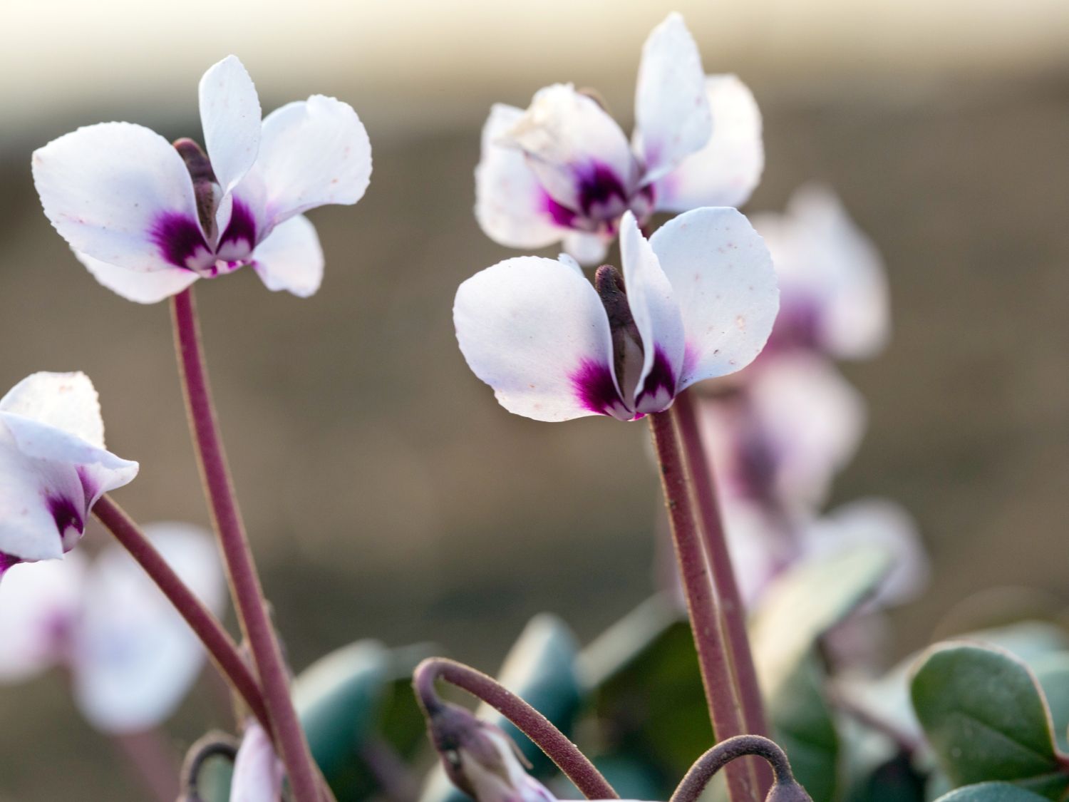 Alpenveilchen (Cyclamen) - Infos & Pflanzen dieser Gattung