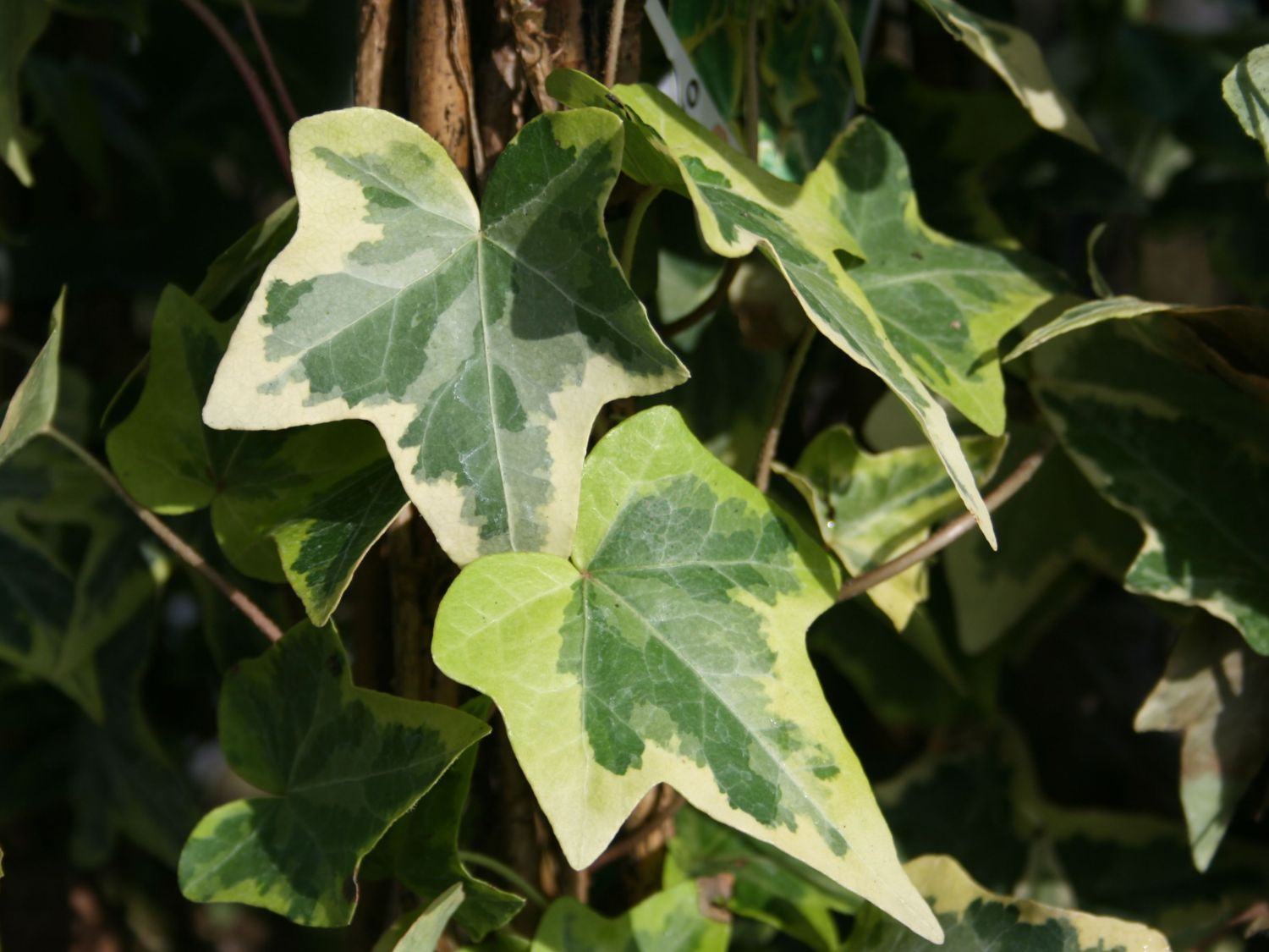 Efeu (Hedera) - Infos & Pflanzen dieser Gattung