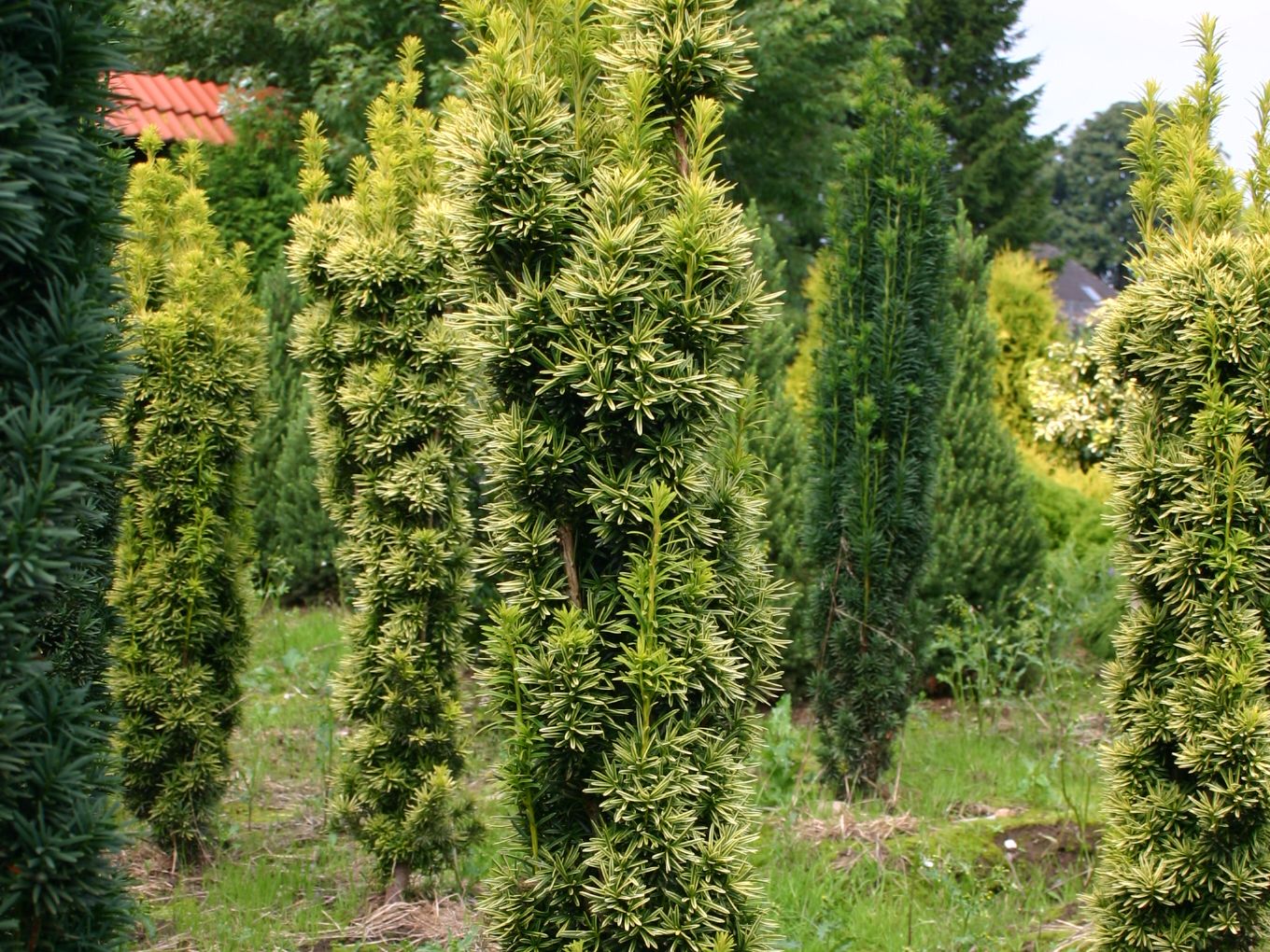 monster kaktus Monstrous Cereus Peruvianus main image 0