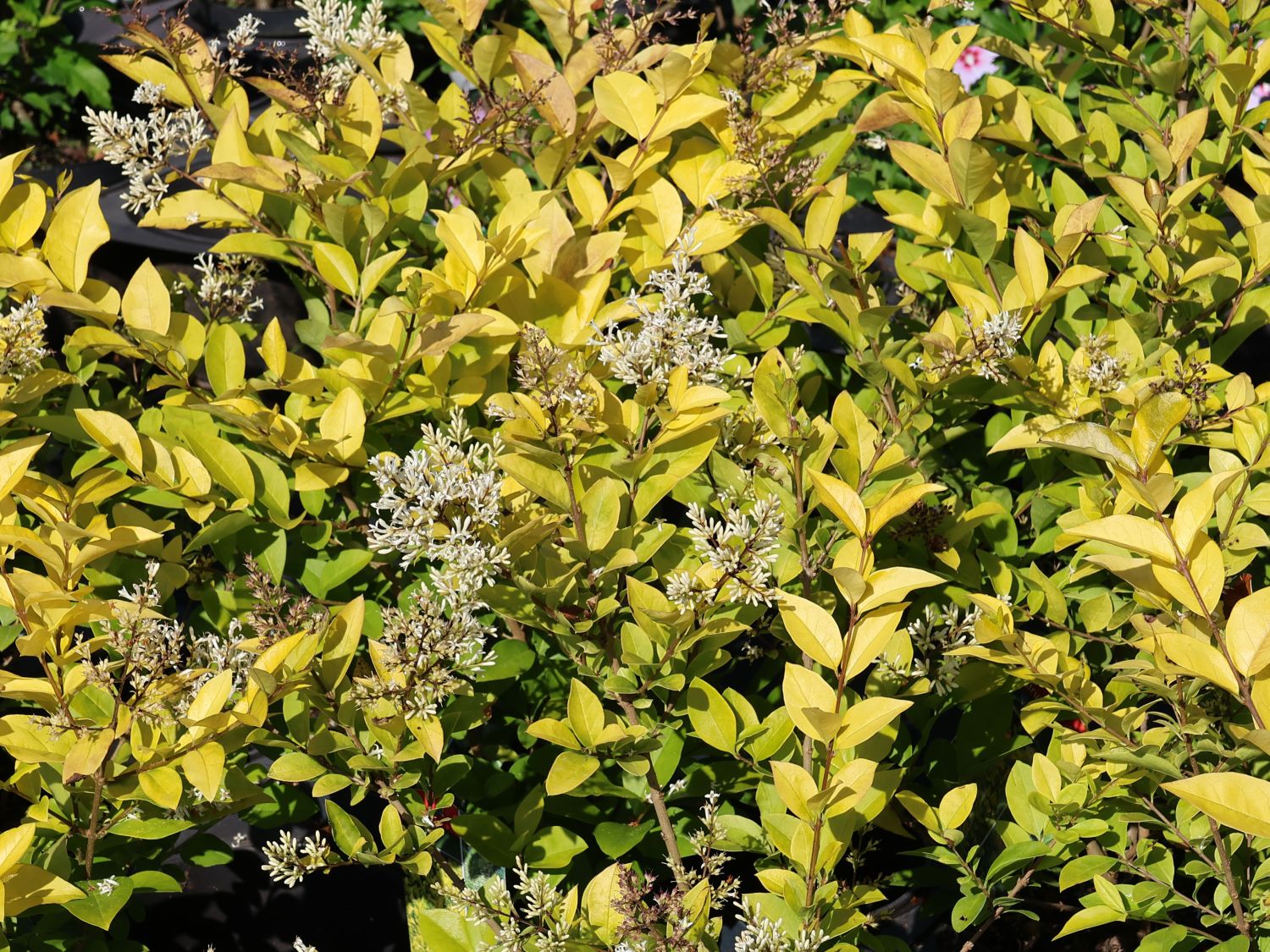 ligularia plants Ligularia 'Little Rocket' – Wayside Gardens main image 0