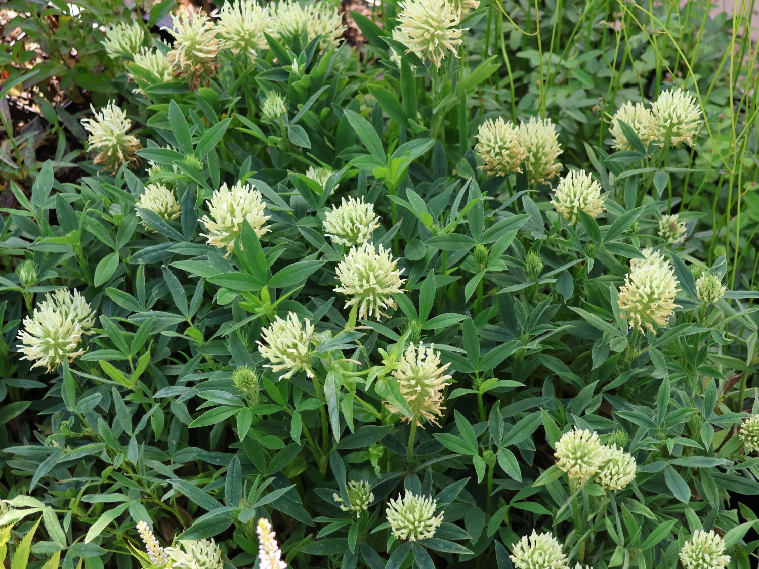 Klee (Trifolium) - Infos & Pflanzen dieser Gattung