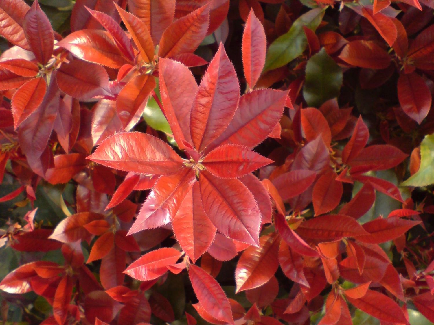 glanzmispel 3m Glanzmispel – Photinia 'Red Robin' (Mehrstämmig) – Blupf by Kitzinger main image 1