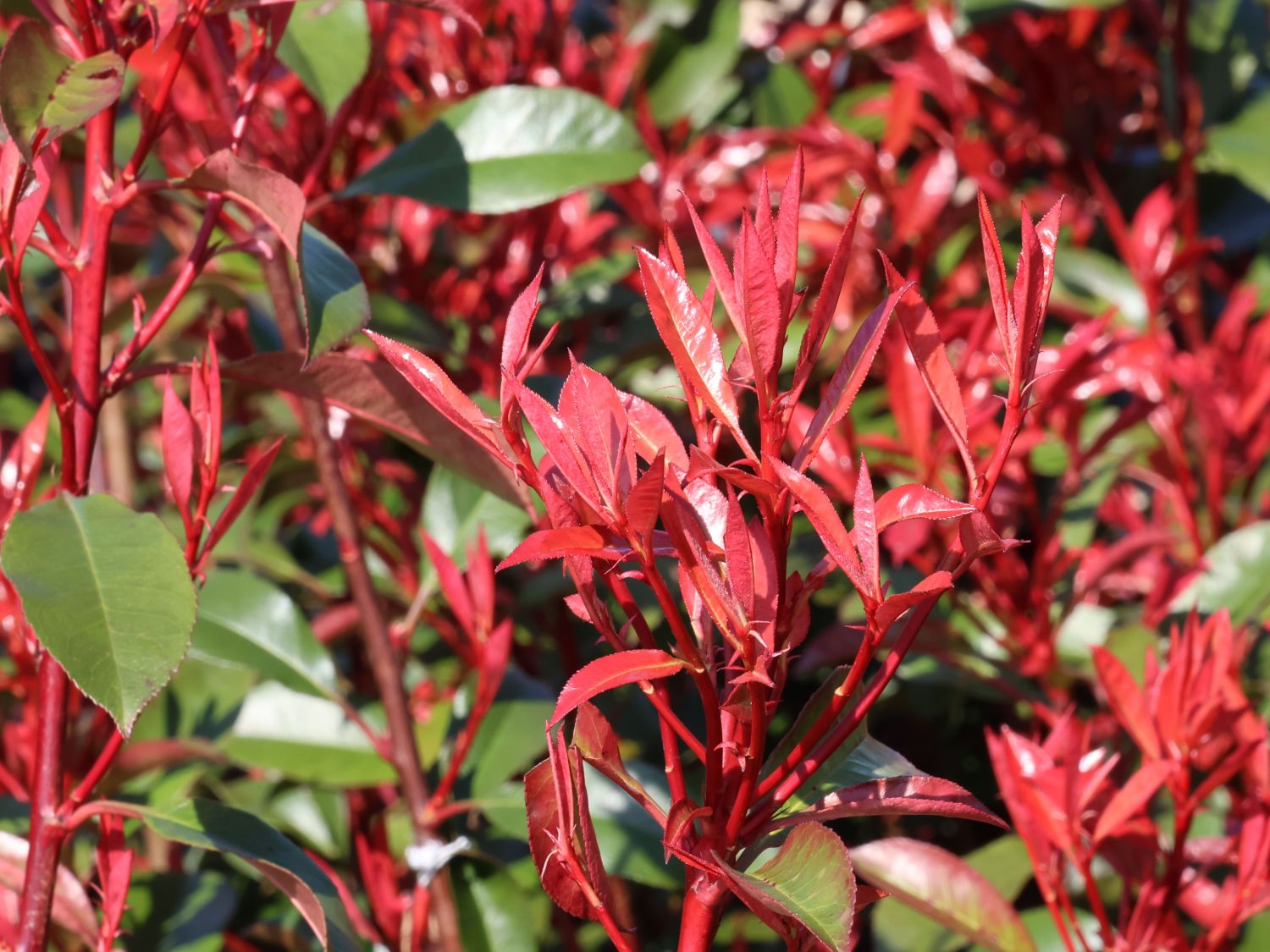 Glanzmispeln (Photinia) - Infos & Pflanzen dieser Gattung