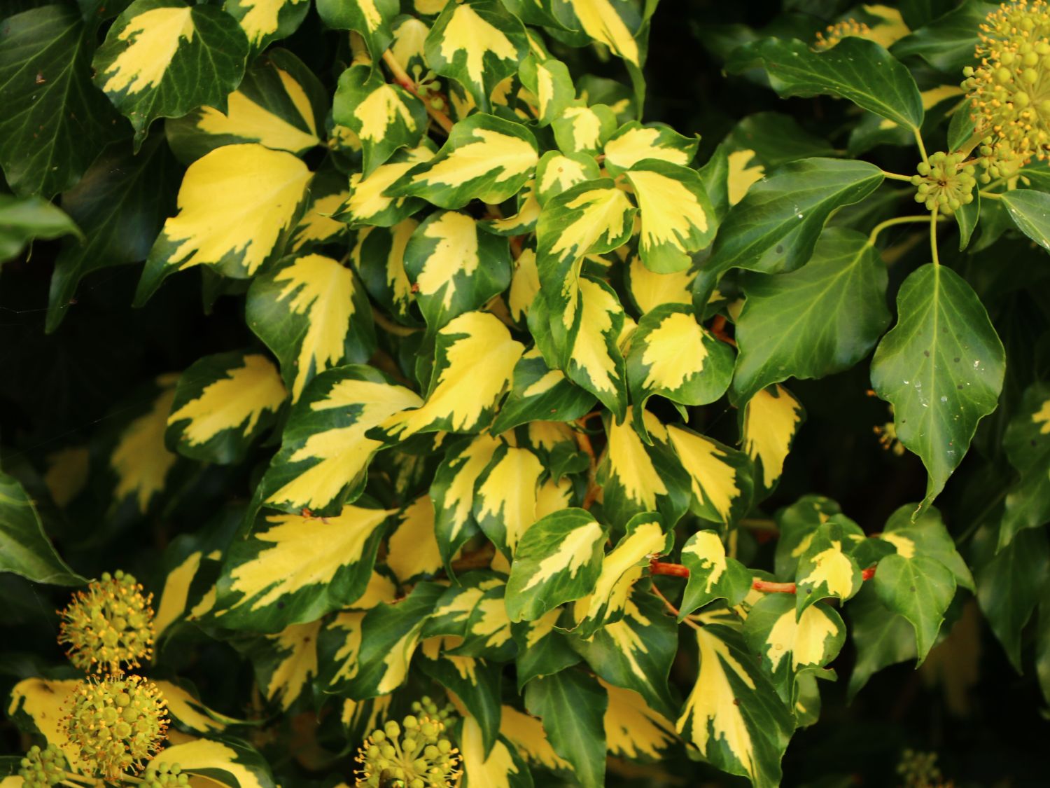 goldfruchtpalme standort Große tierfreundliche Goldfruchtpalme – Green Me Up