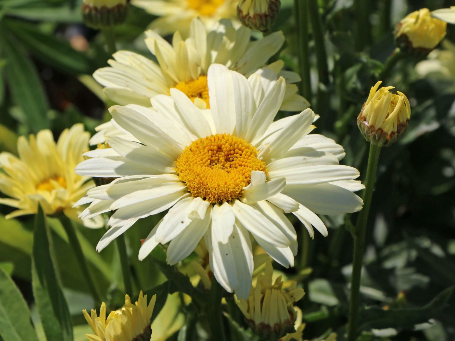 topfpflanze weiß Blumentopf ELIANA aus Metall in Weiß