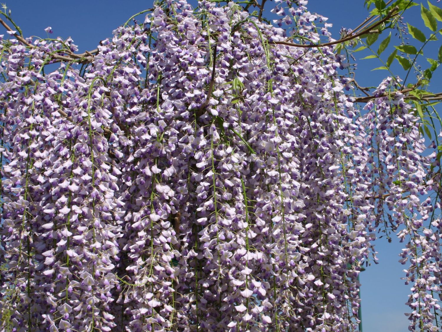 Blauregen (Wisteria) - Infos & Pflanzen dieser Gattung