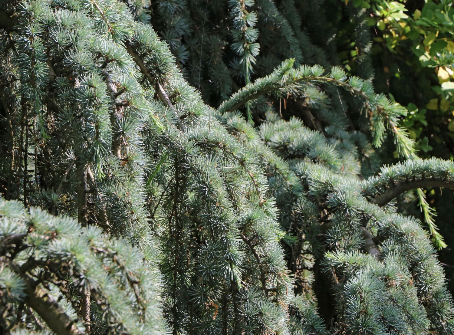Zedern (Cedrus)