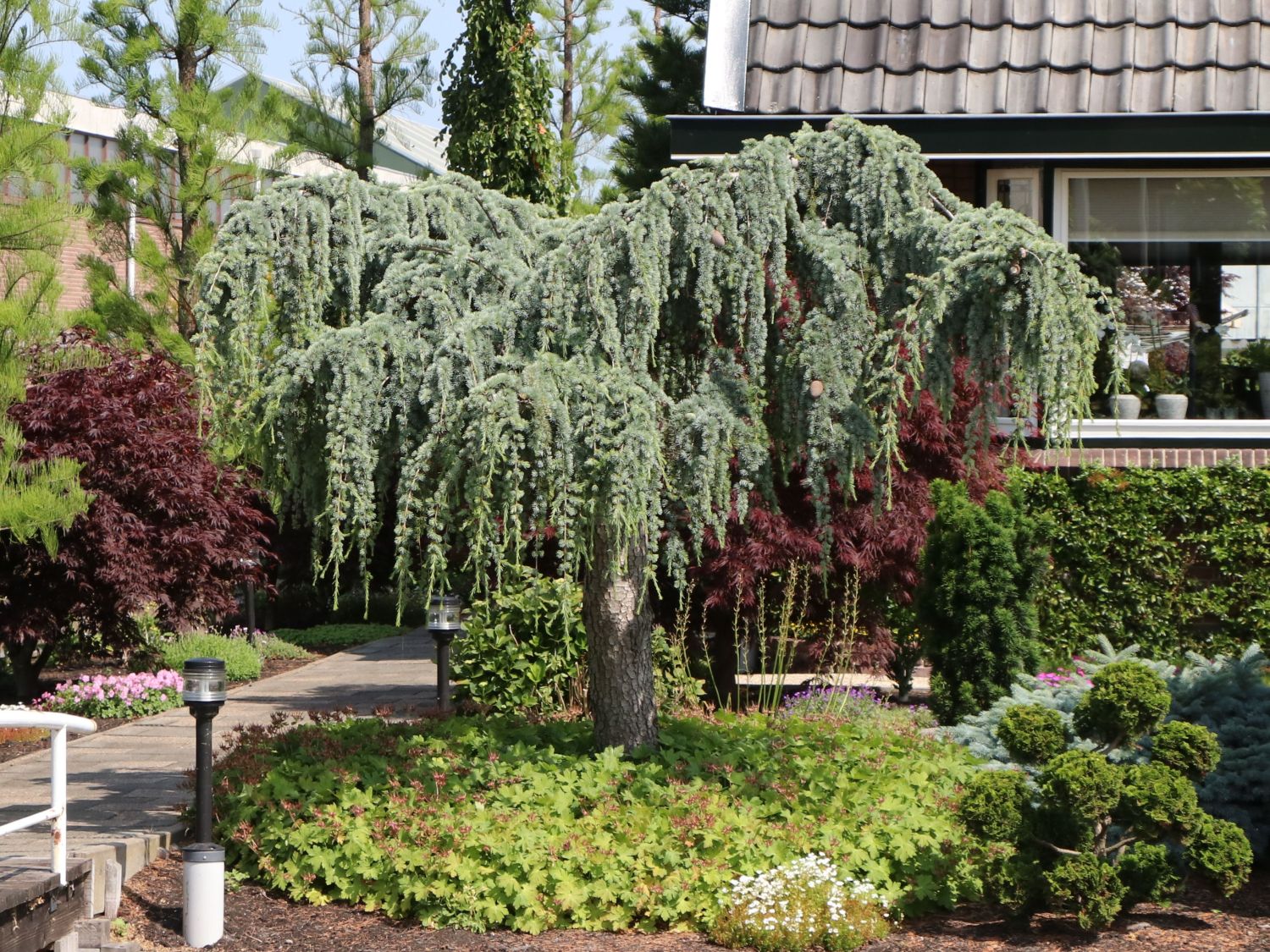 Zedern (Cedrus) - Infos & Pflanzen dieser Gattung