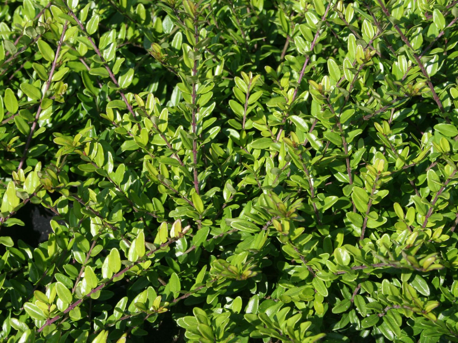philodendron silver Philodendron Silver Sword main image 1