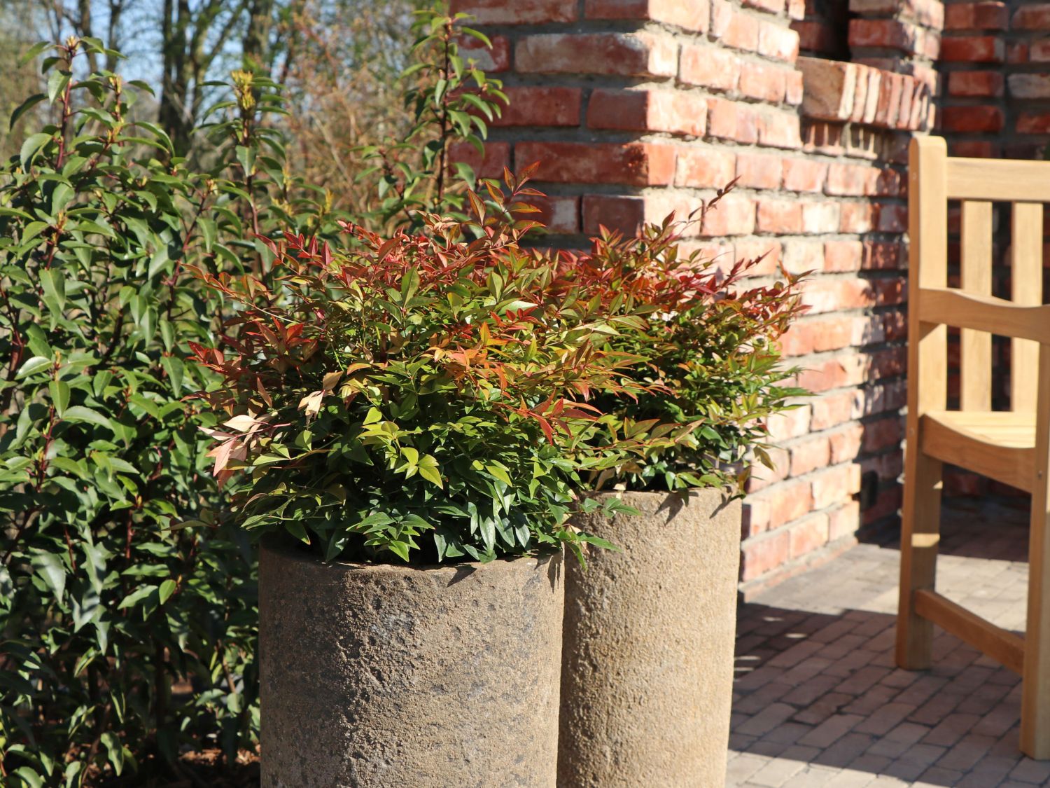 Heavenly Bamboo (Nandina) - Infos & Pflanzen dieser Gattung