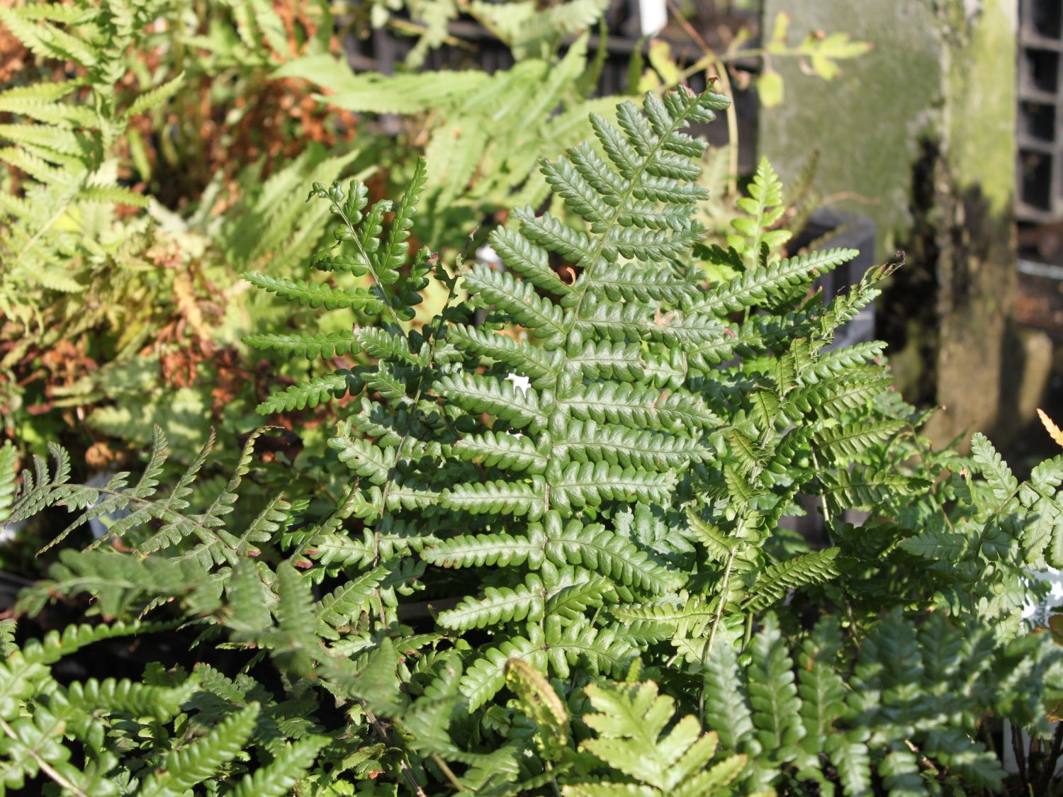 Wurmfarne (Dryopteris) - Infos & Pflanzen dieser Gattung