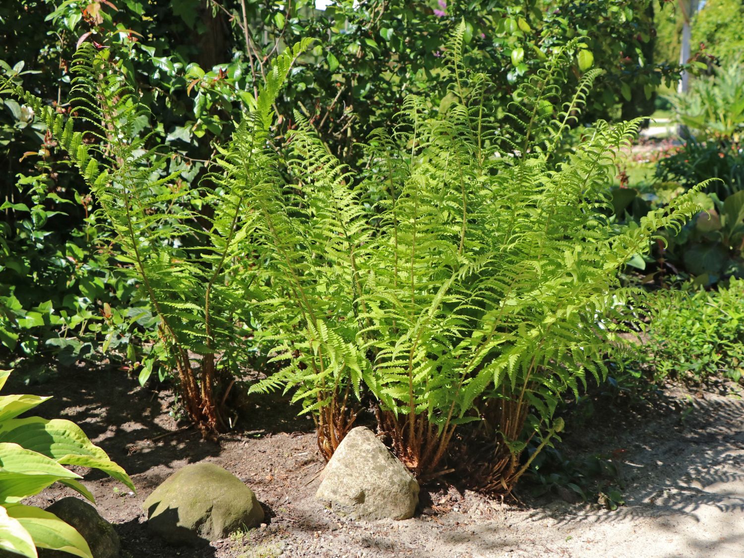 große künstliche palmen Areca Palme Kunstpflanze 190cm Deko pflegeleicht kaufen