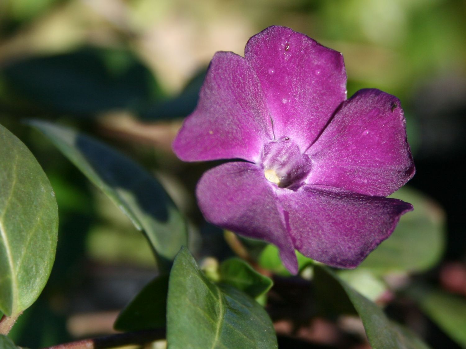 Immergrn (Vinca) - Infos & Pflanzen dieser Gattung
