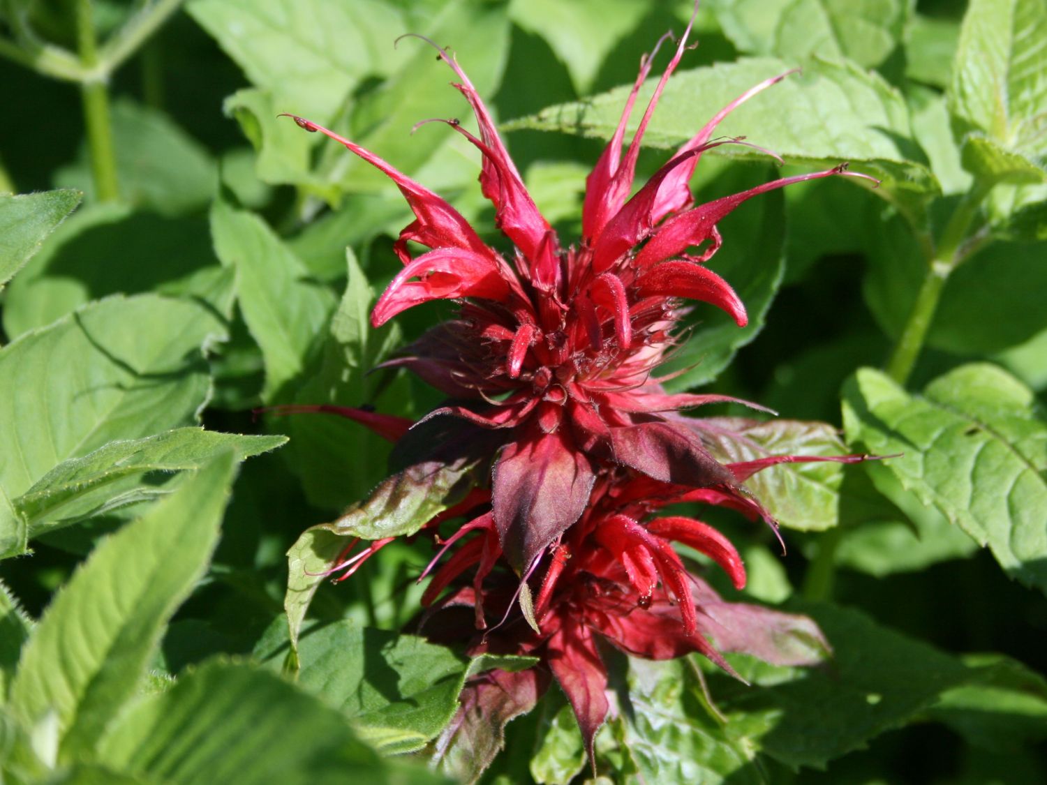 Monarda (Monarda)