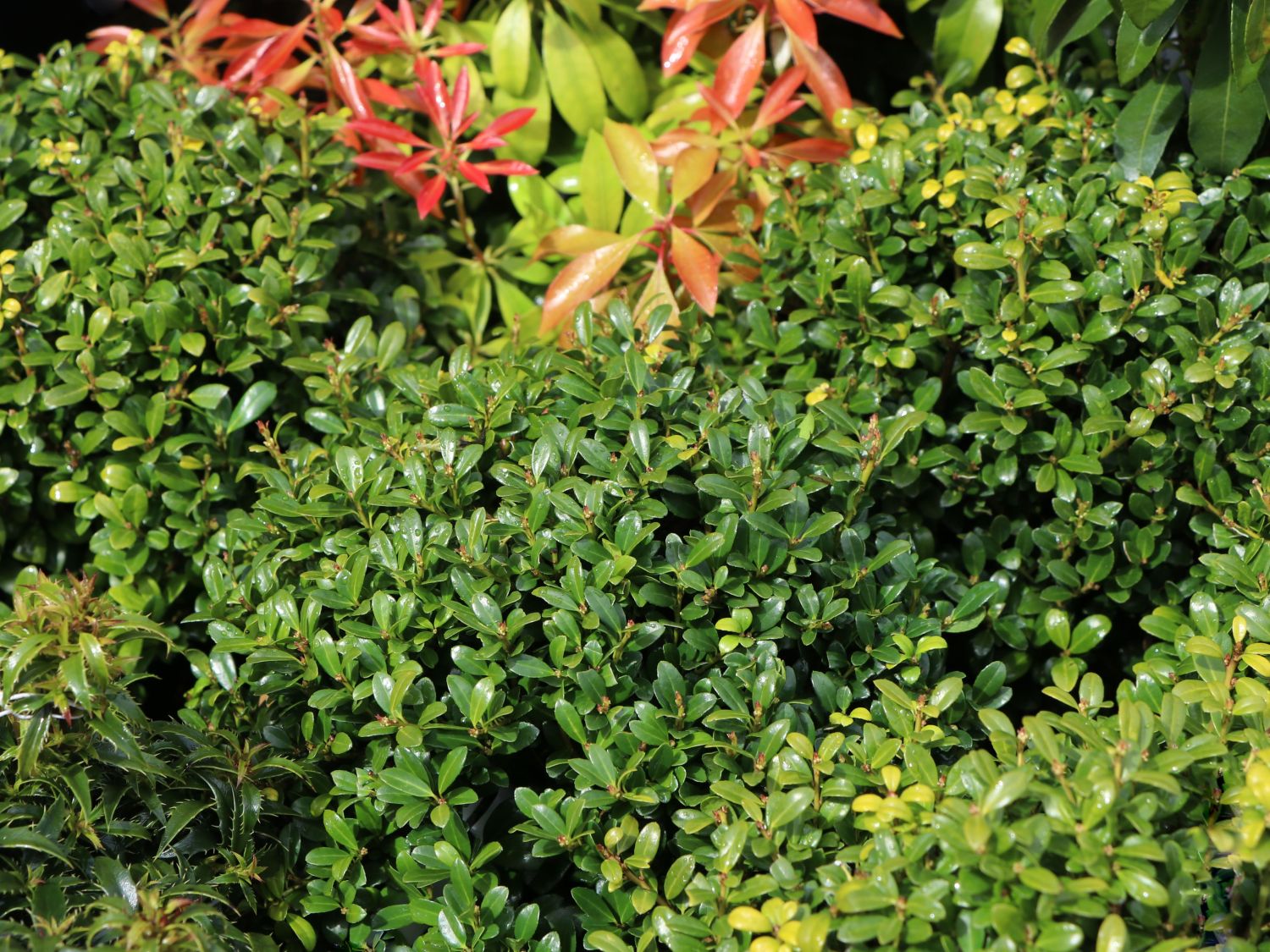 Stechpalmen (Ilex) - Infos & Pflanzen dieser Gattung