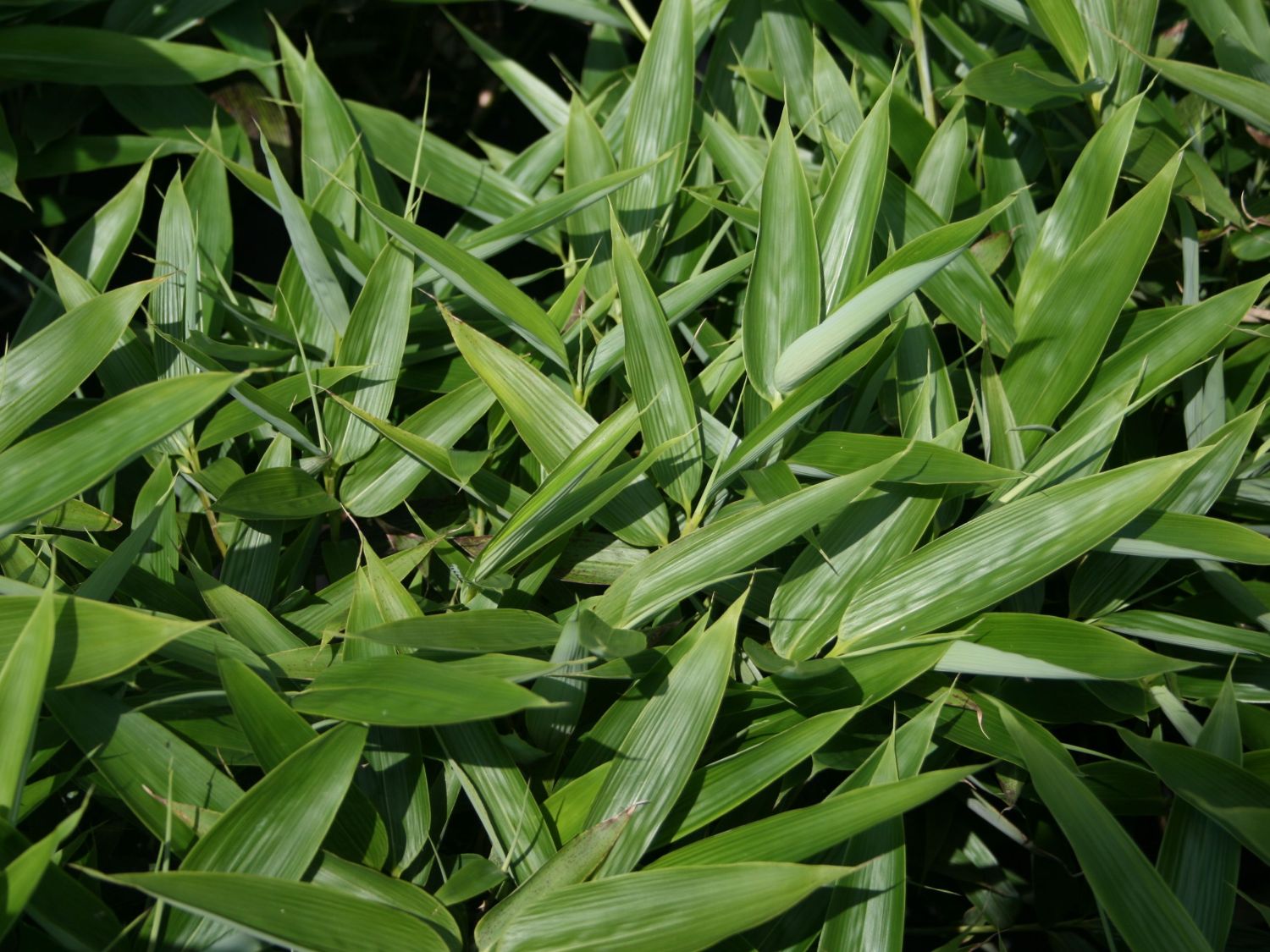 bambus strauch kaufen Wuchernder Schwarzer Bambus kaufen | Phyllostachys nigra main image 1