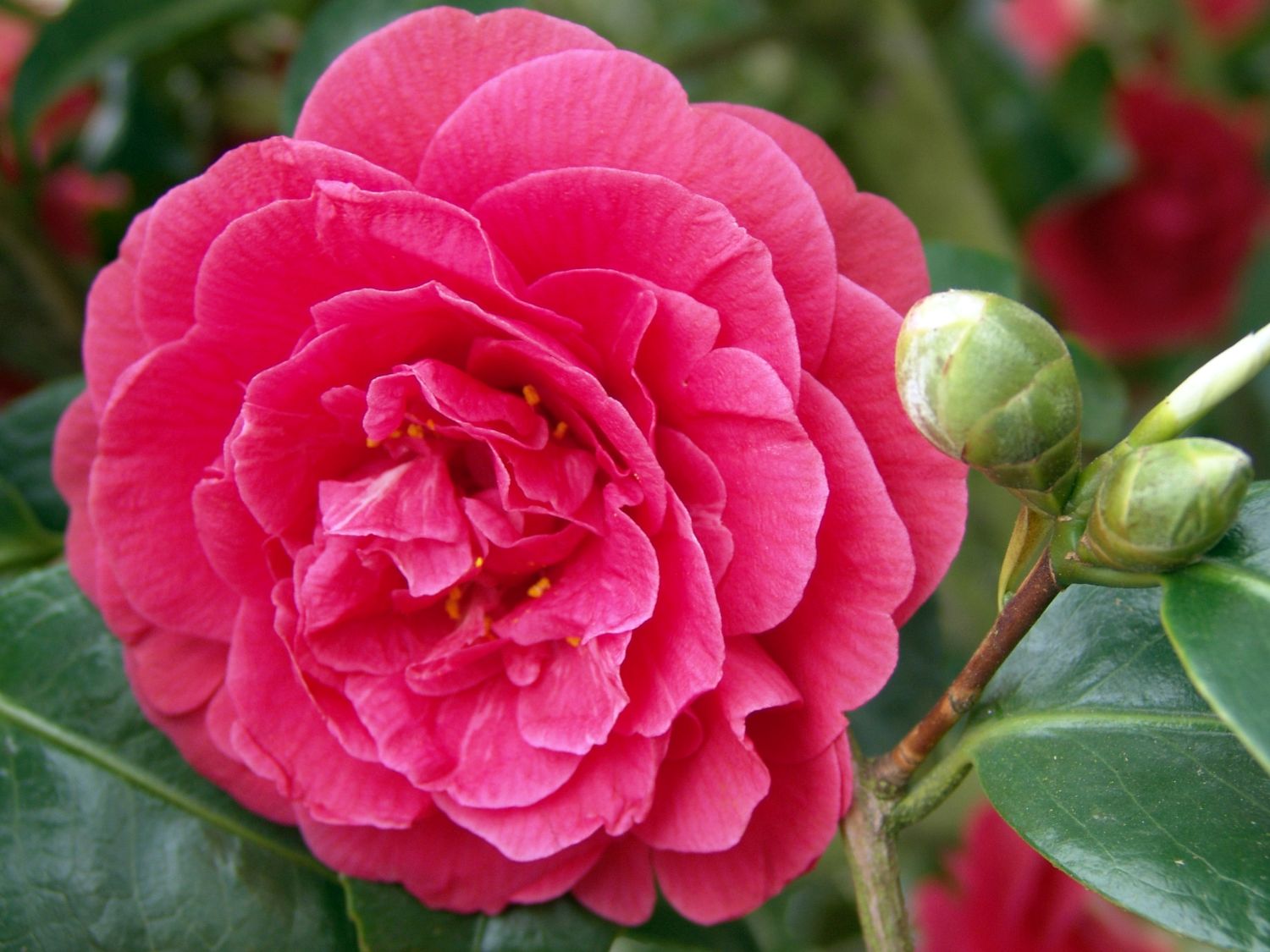 Kamelien (Camellia) - Infos & Pflanzen dieser Gattung