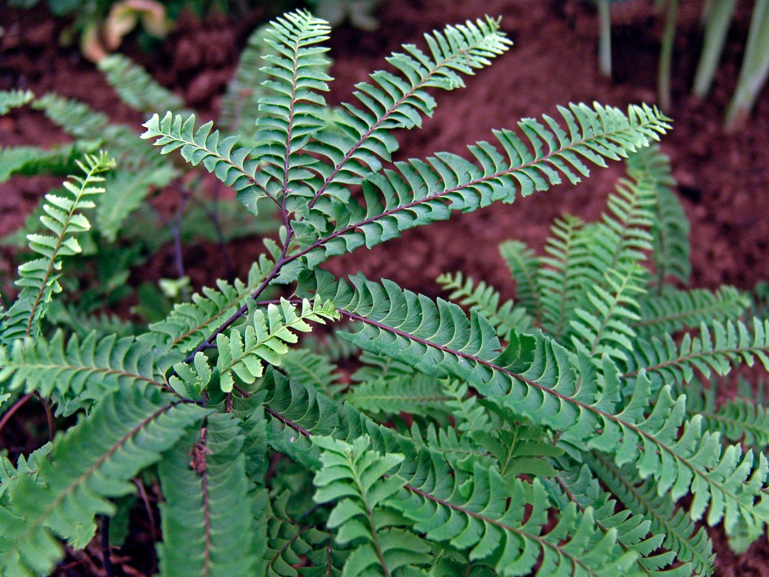 Frauenhaarfarne (Adiantum) - Infos & Pflanzen dieser Gattung