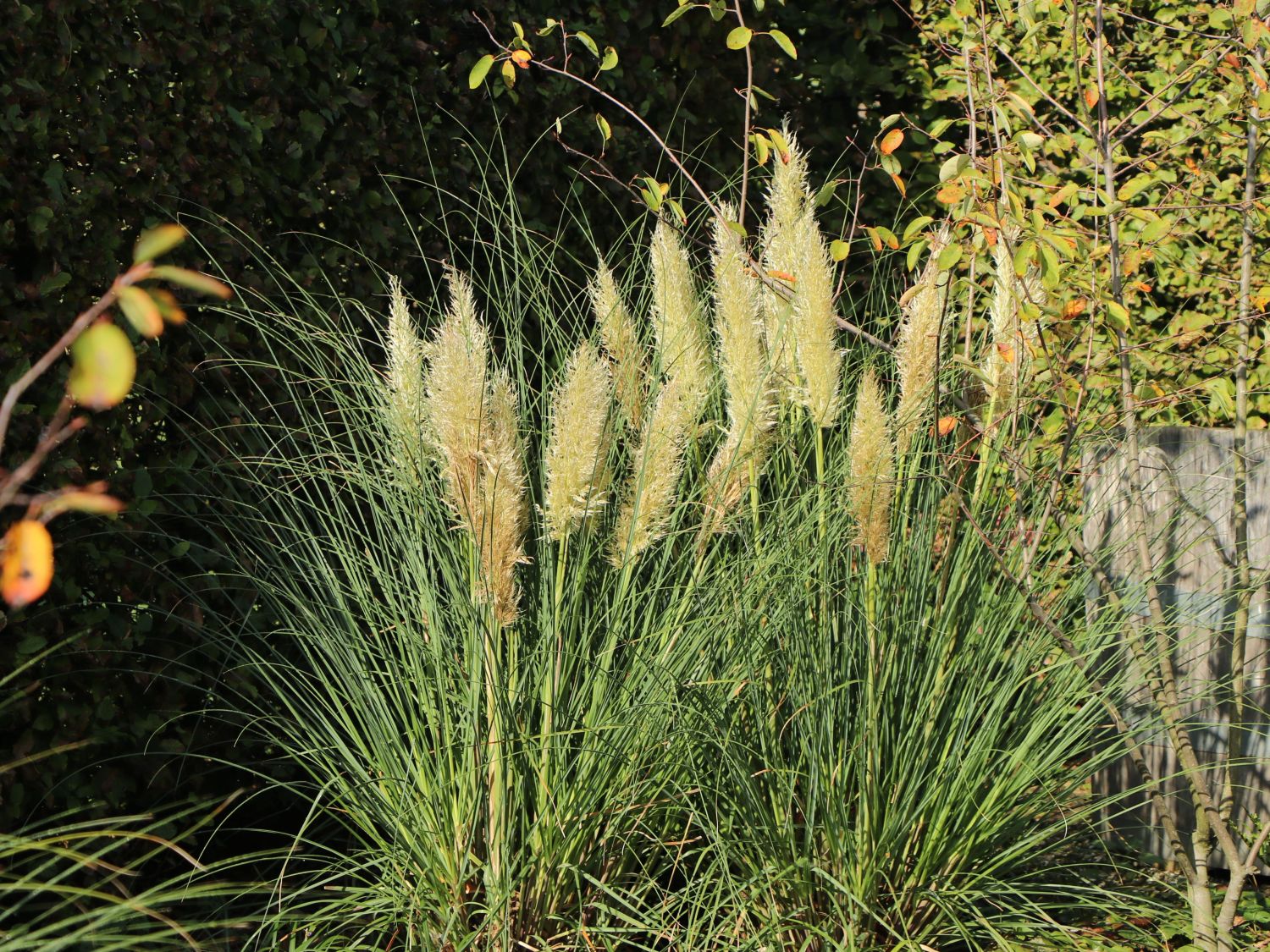 Pampasgräser (Cortaderia)