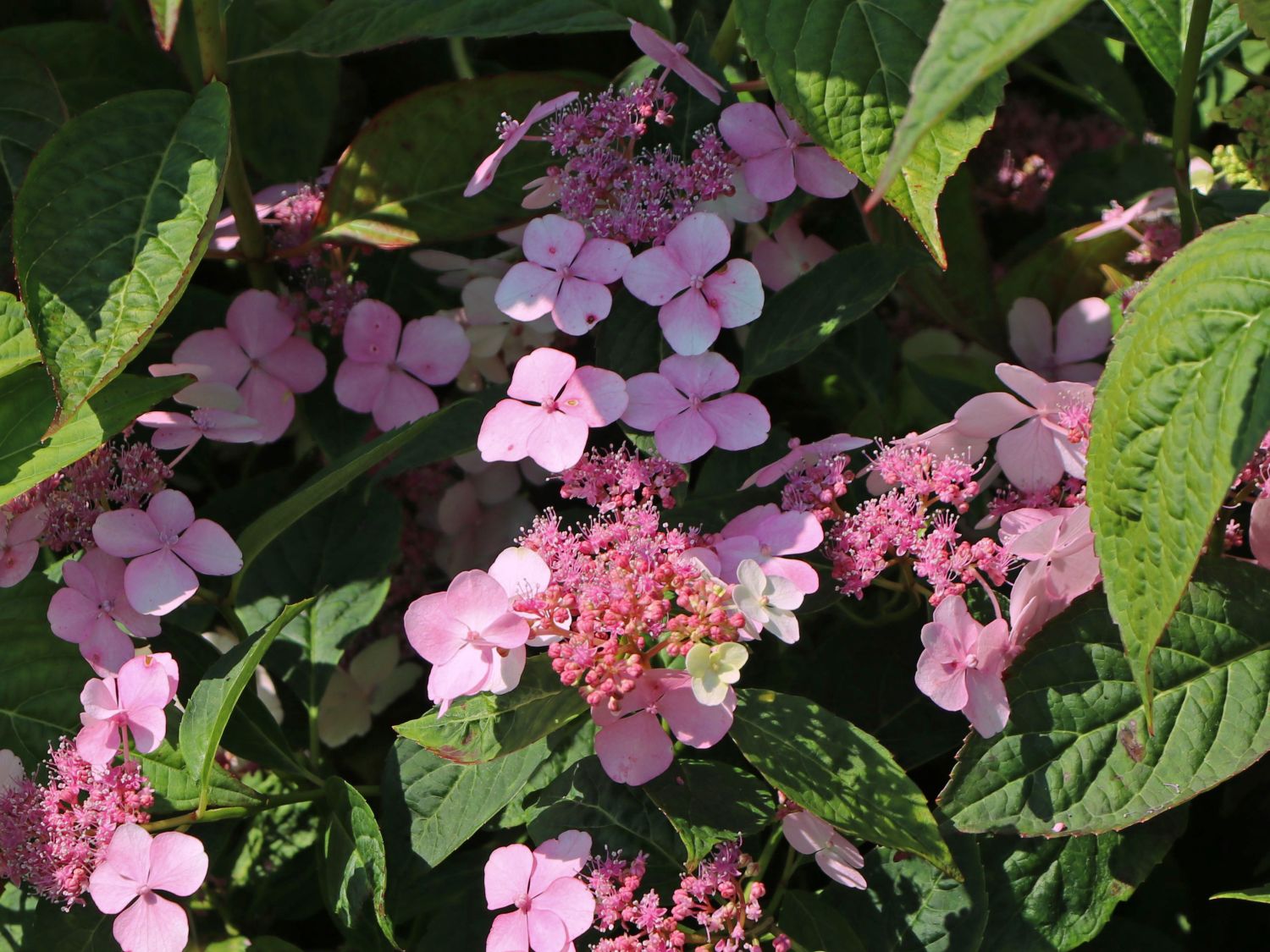 Hortensien (Hydrangea) - Infos & Pflanzen dieser Gattung