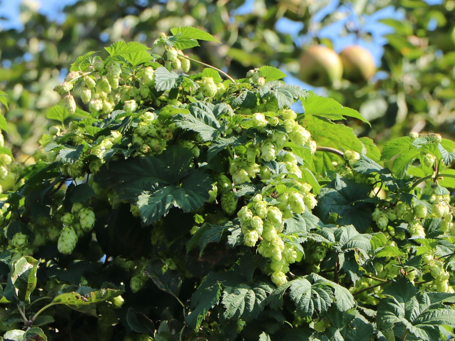Hopfen (Humulus) - Infos & Pflanzen dieser Gattung
